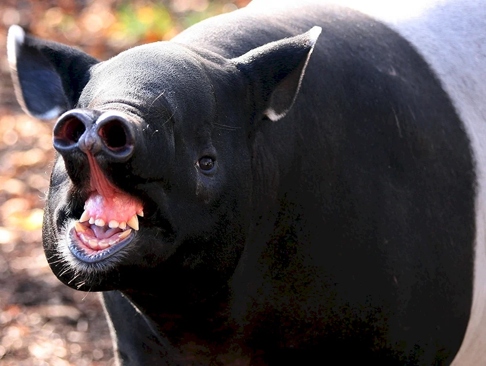 Chepra-Tapir