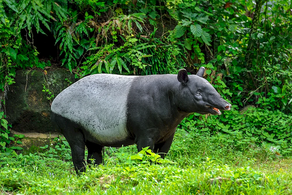 Cheprachischer Tapir