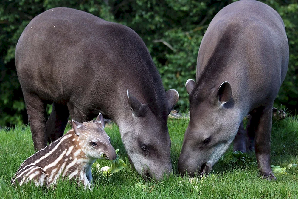 Cheprachischer Tapir
