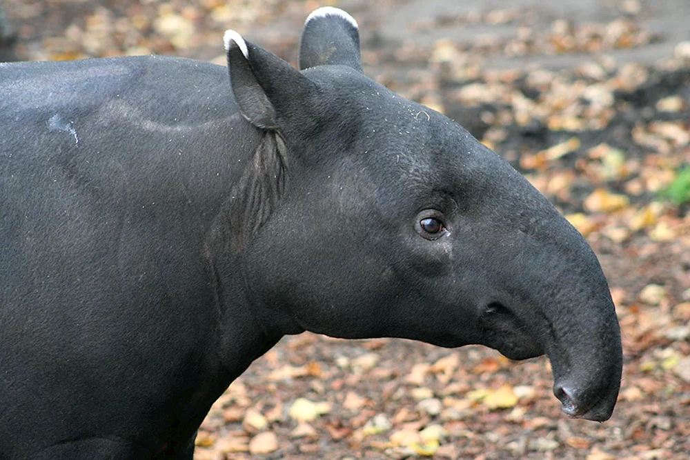 Weichwangentapir