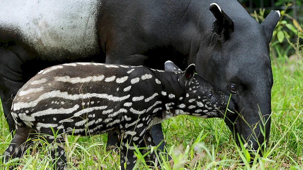 Weichwangentapir