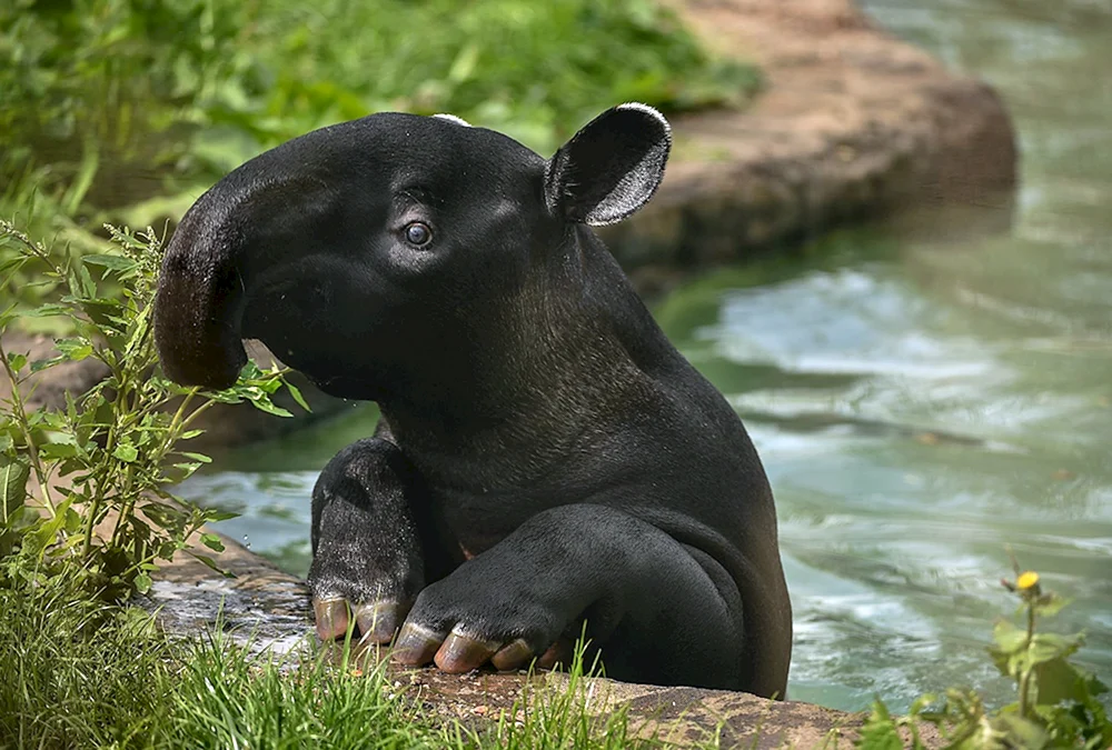 Weißwangentapir