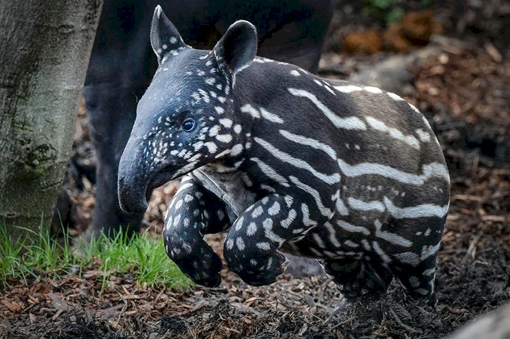 Tapir in Südamerika
