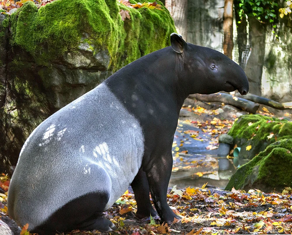 Weißbäuchiger Tapir