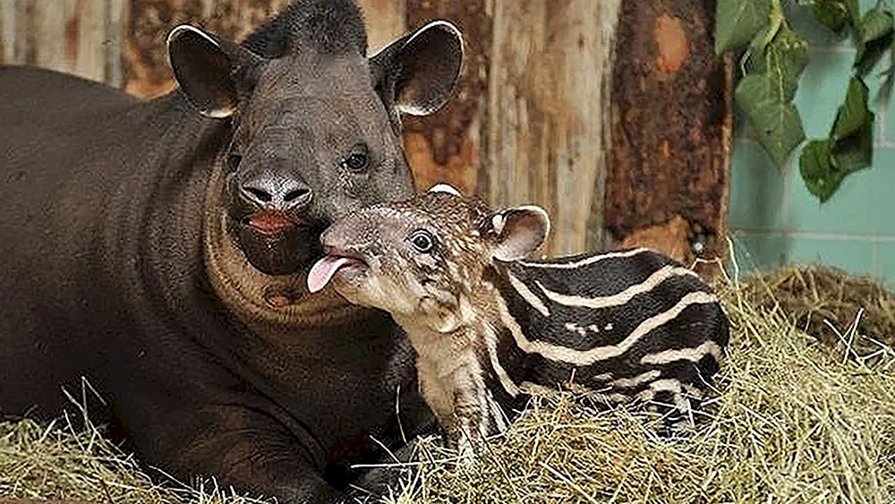 Weichwangentapirjunges