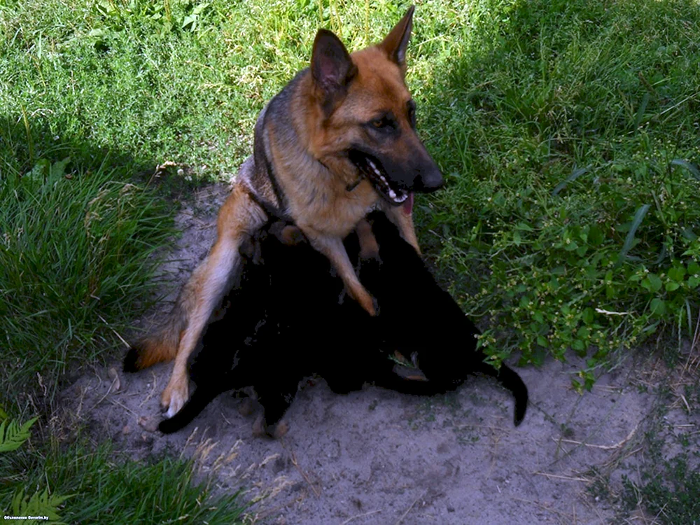 Cheprak Deutscher Schäferhund
