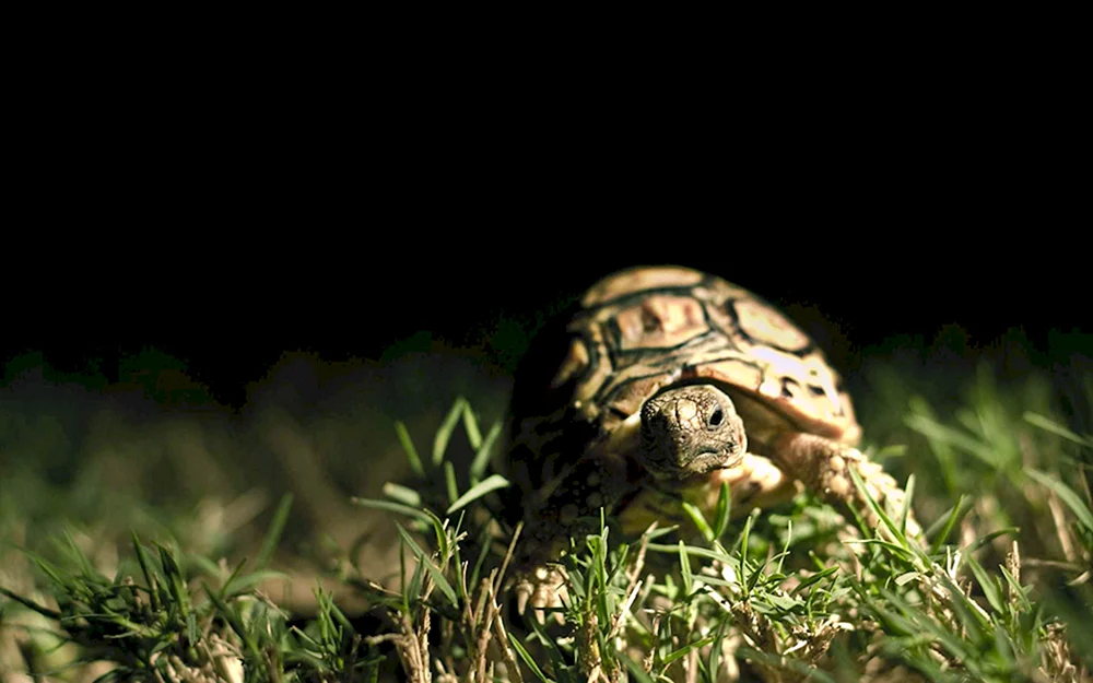 Schildkröte