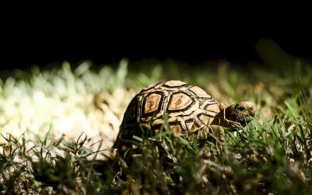 Schildkröte