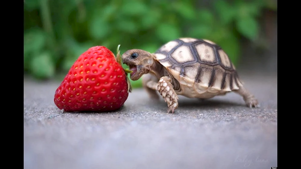 Kleinste Schildkröten