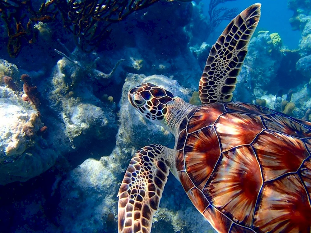 Caretta biss Schildkröte