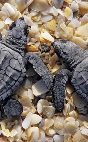 Bissa Caretta