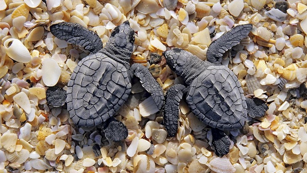 Bissa Caretta