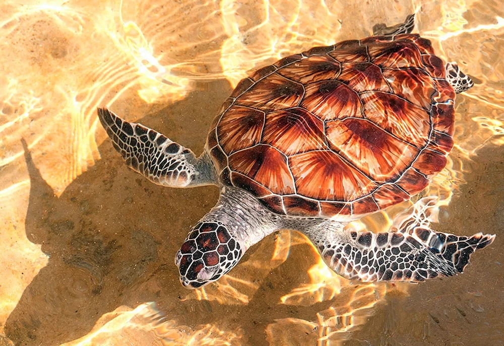 Caretta Unechte Karettschildkröte