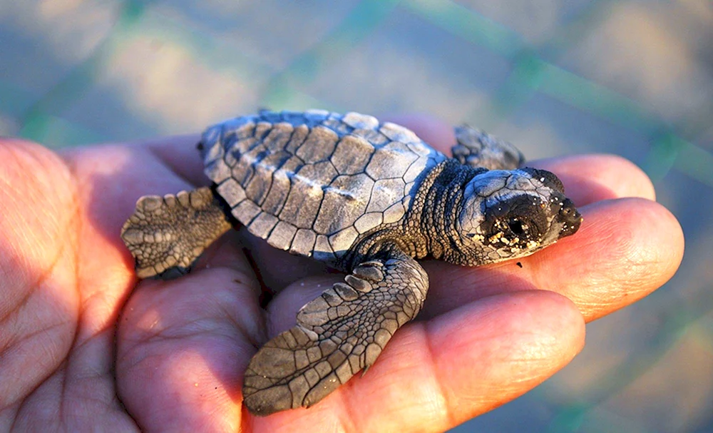 Mittelasiatische Schildkröte
