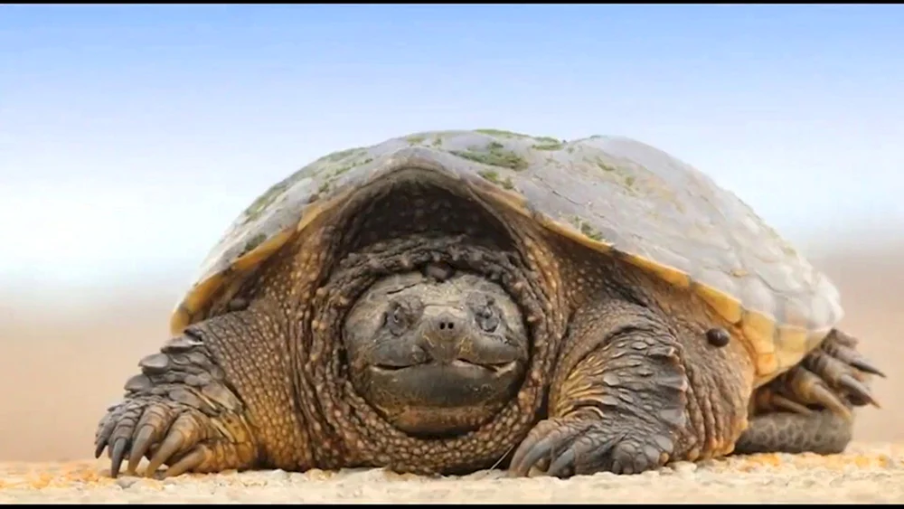 Schildkröten Schildkröte