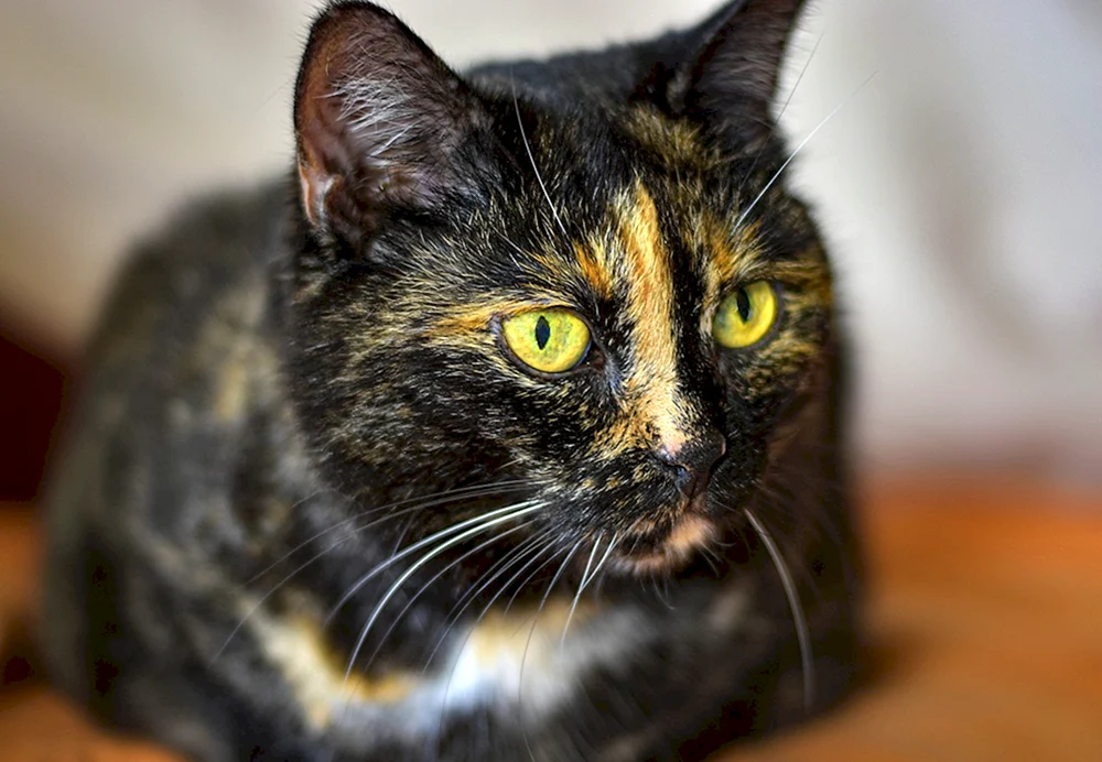 Dreifarbige schildpatt Katze