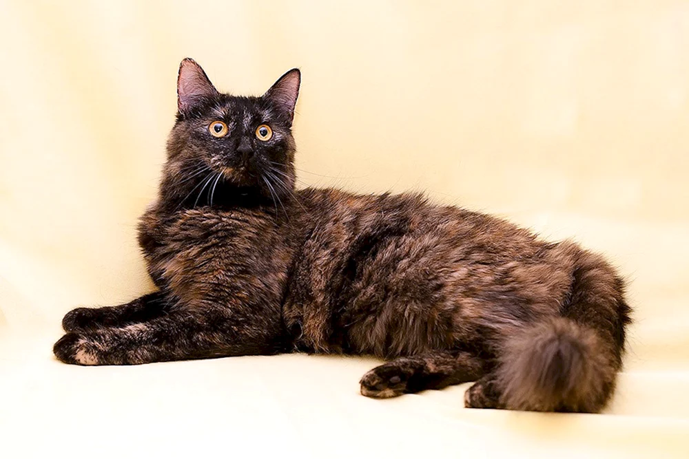 Ägyptische schildpatt Katze