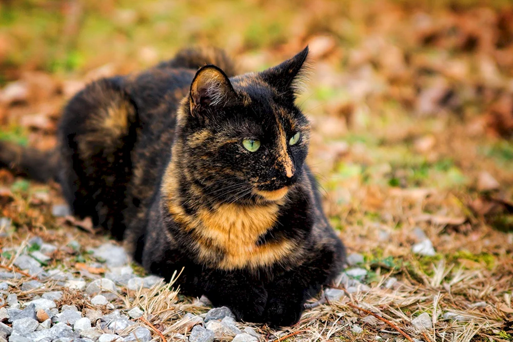 Persische schildpatt Katze