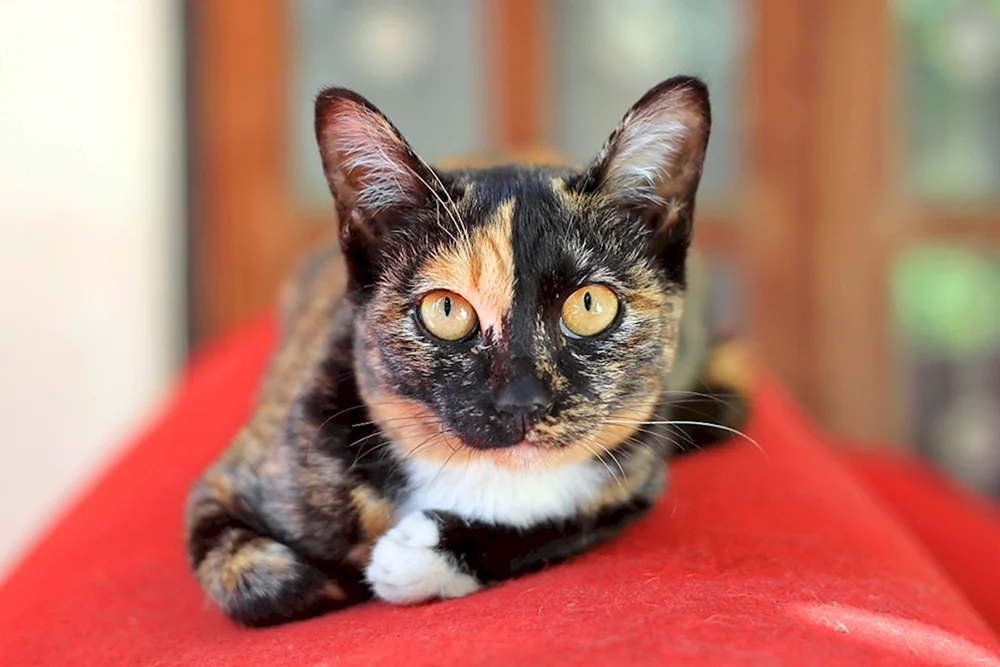Sibirische schildpatt Katze
