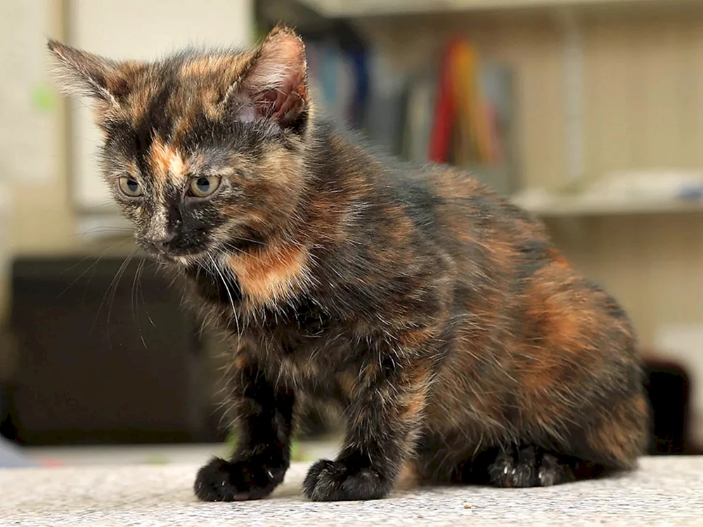 Calico Katze