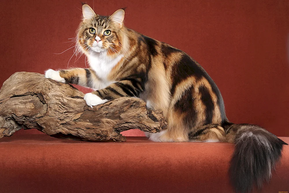 Tabby getigert gestreift.