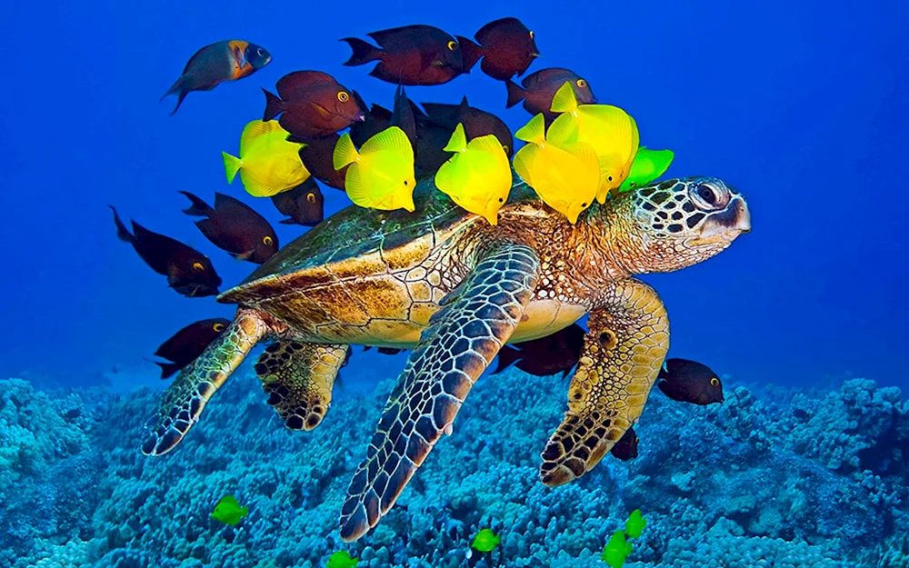 Schildkrötenriff Malediven