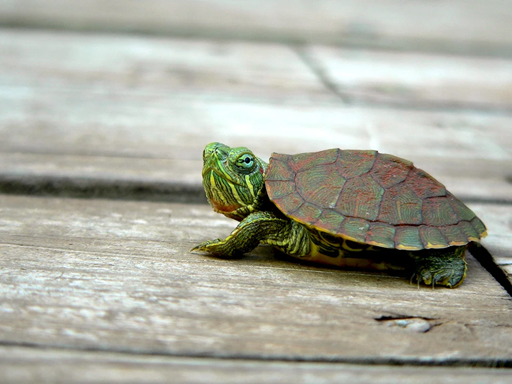 Kleine Unechte Karettschildkröte