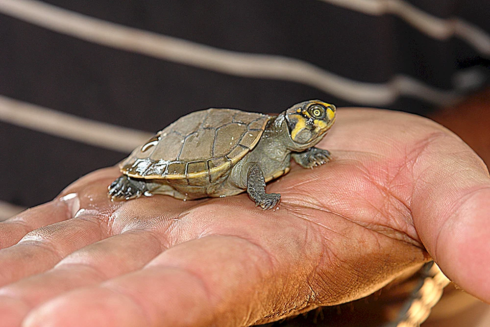 Kleine Rotwangen-Schmuckschildkröte