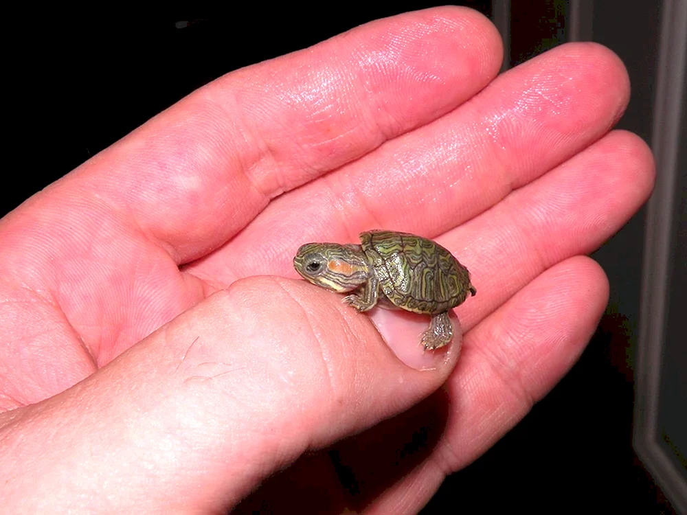 Kleine Rotwangen-Schmuckschildkröte