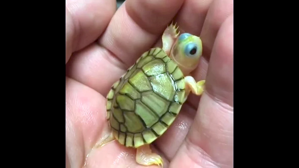 Zwerg-Rotwangen-Schmuckschildkröte Schildkröte