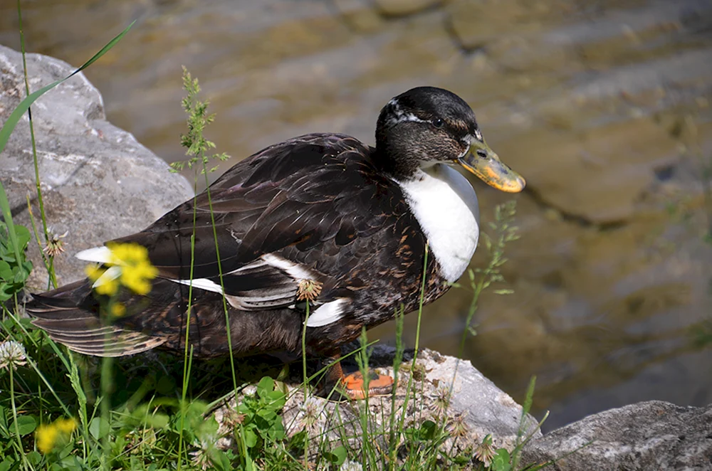 Cayuga-Ente