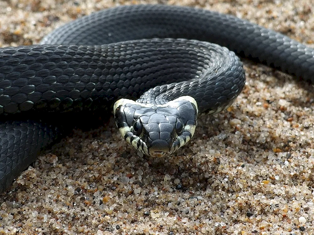 Schwarze Vipernatter