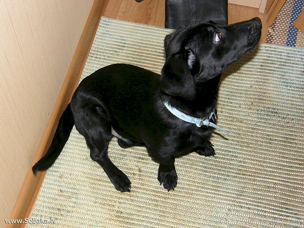 Schwarzer Glatthaarhund