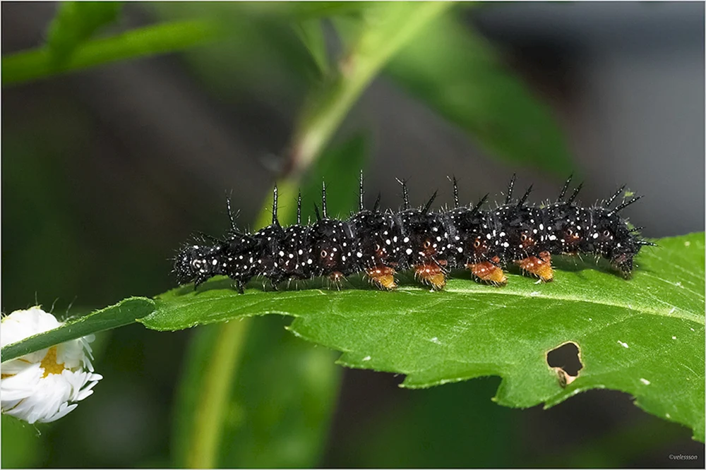 Schmetterling Raupe. Mahaon