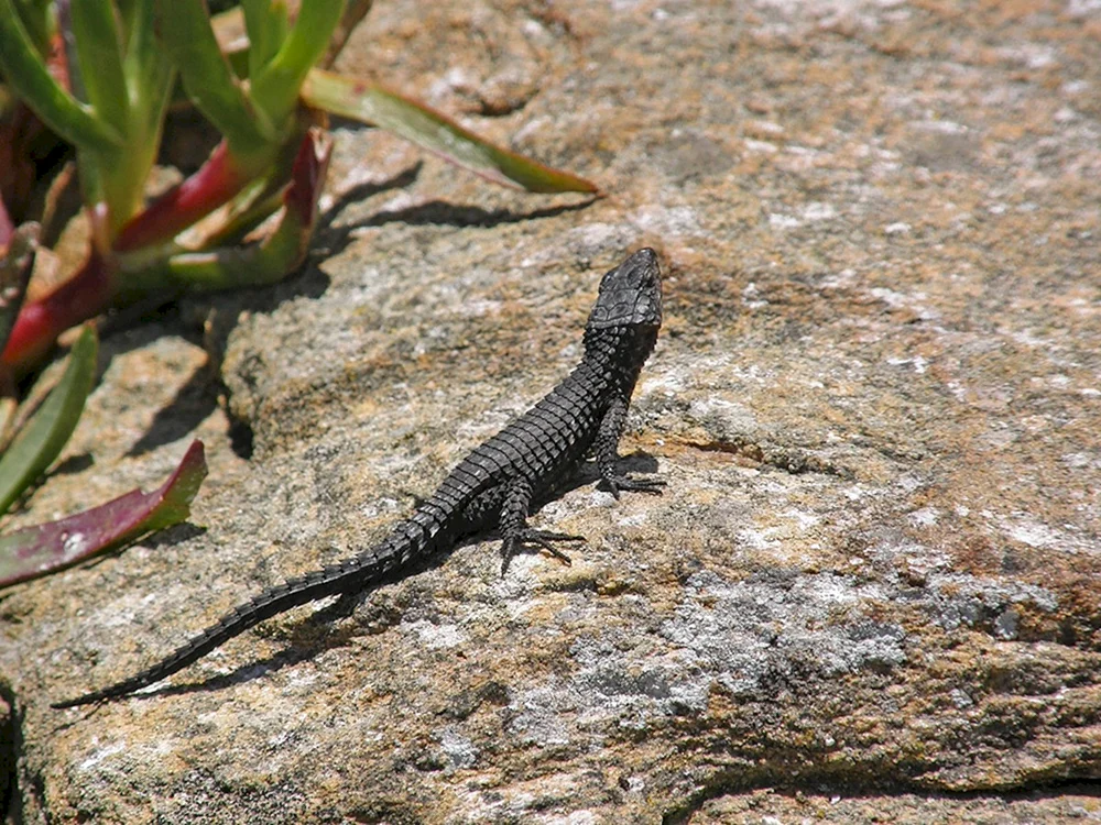 Gemeinsamer Triton