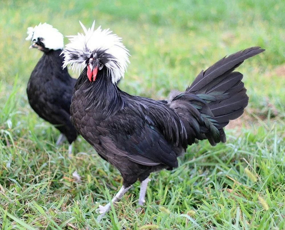 Russische Haubenhahnrasse