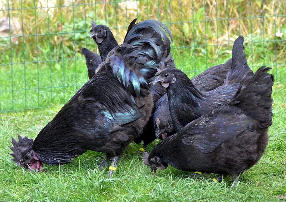 Ayam Cemani Rasse