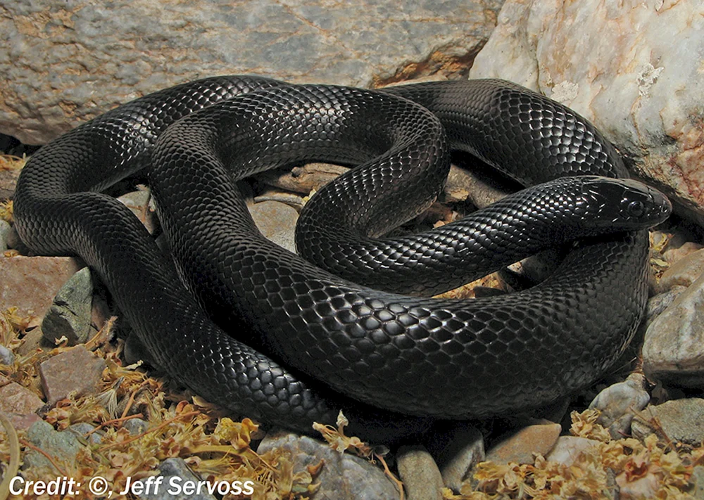 Giftige schwarze Mamba Schlange