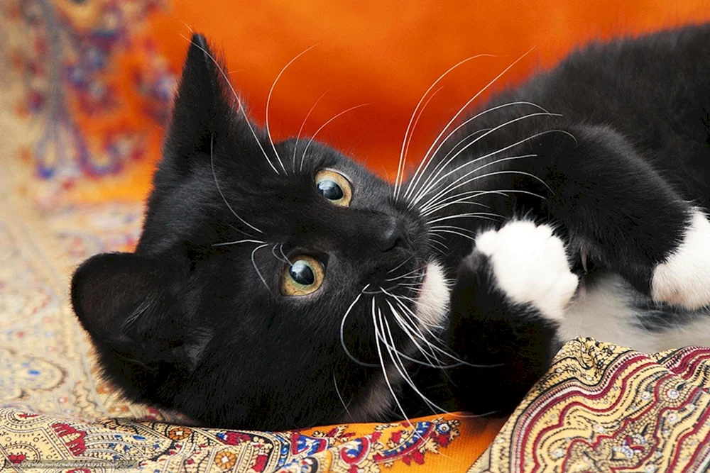 Schwarz-weiße Katze