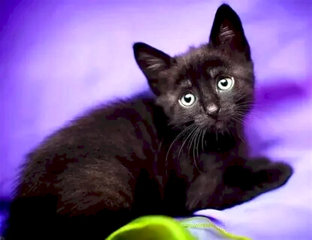 Schwarzes Kätzchen Katze
