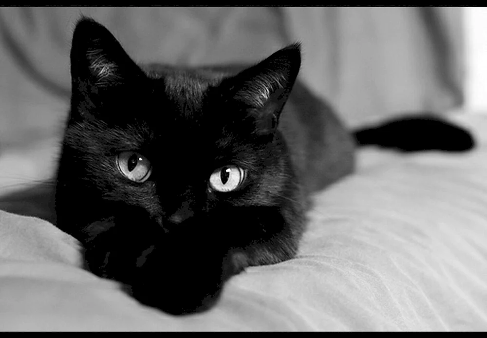 Schwarze Katze