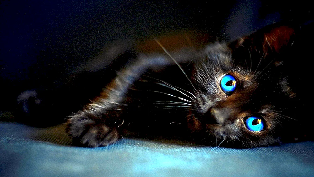 Bombay Katze flauschig