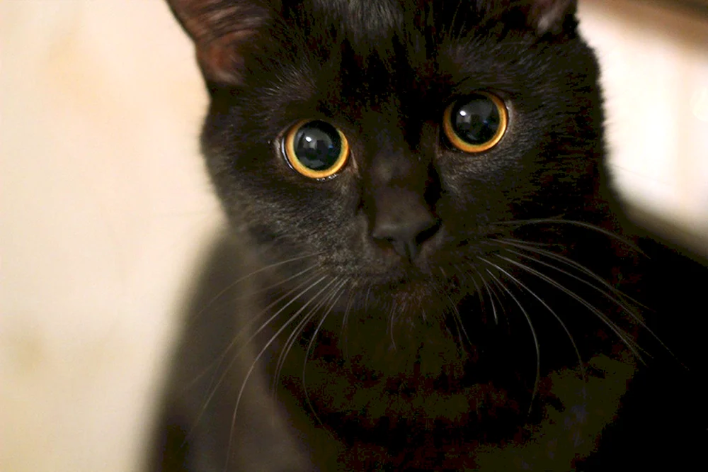 Schwarze Katze