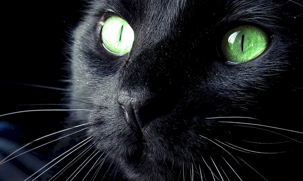 Schwarze Katze
