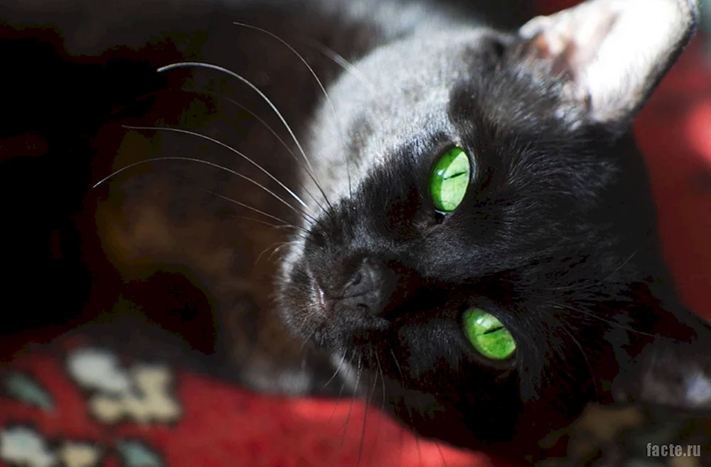 Schwarze Katze