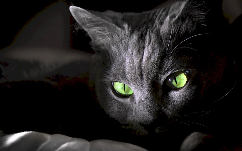 Schwarze Katze
