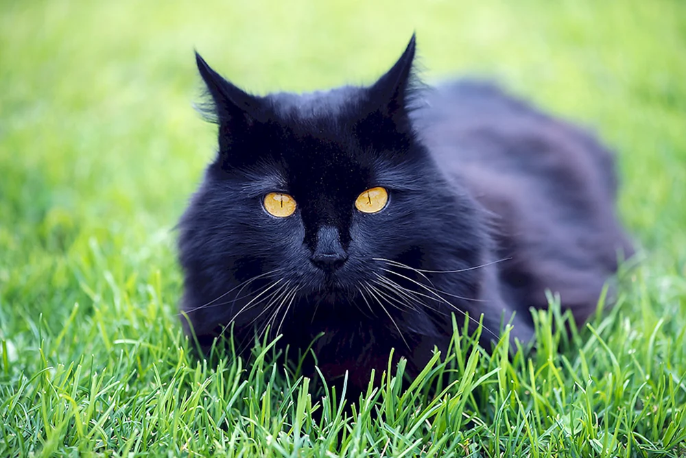 Bombay Katze