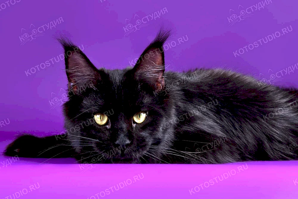 Maine Coon schwarz Katze