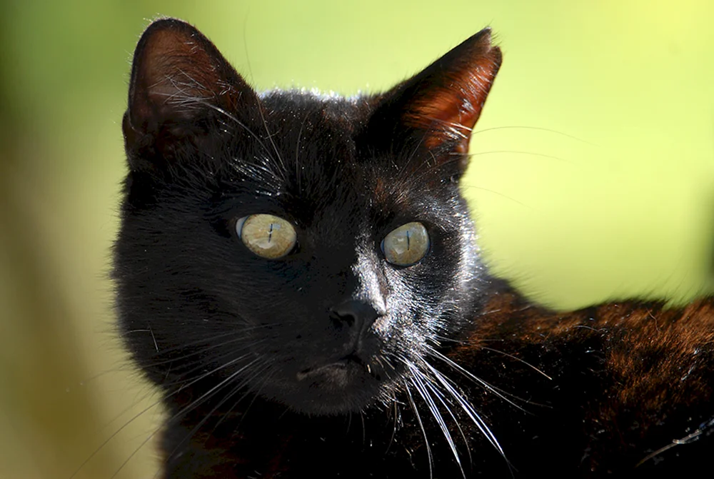 Schwarze Katzenrasse Mandalay