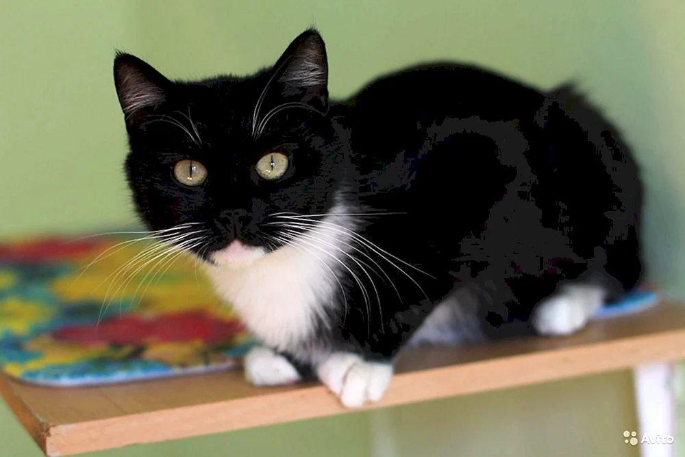 Schwarz Bombay Katze mit weißer Brust und Beinen